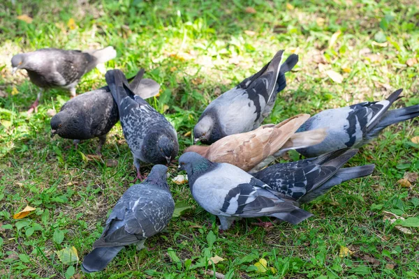 Flock Pigeons Eating Piece Bread — Stock Photo, Image