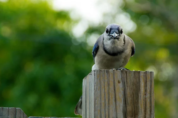 Blue jay patrząc na widza — Zdjęcie stockowe