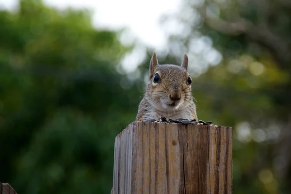 회색 다람쥐의 초상화 — 스톡 사진