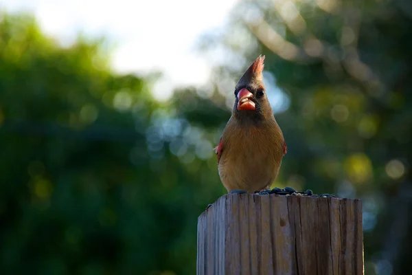 Tânără femeie cardinal pasăre cocoțat mănâncă — Fotografie, imagine de stoc