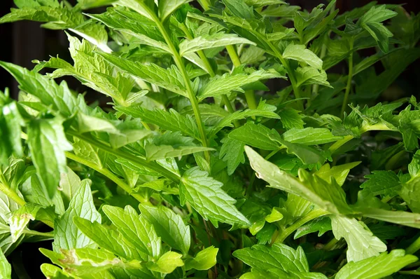Valerian plant in home garden — Stock Photo, Image