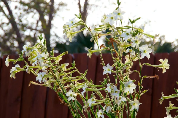 Nicotiana alata kwiaty z płotu — Zdjęcie stockowe