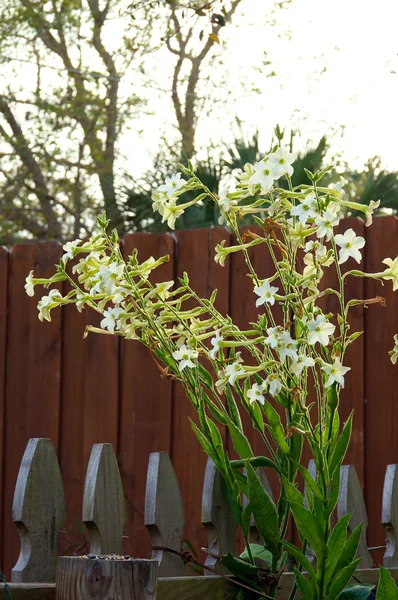 Nicotiana alata çiçek gökyüzü ve çit karşı — Stok fotoğraf