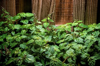 ahşap karşı büyük yemyeşil patchouly bitki