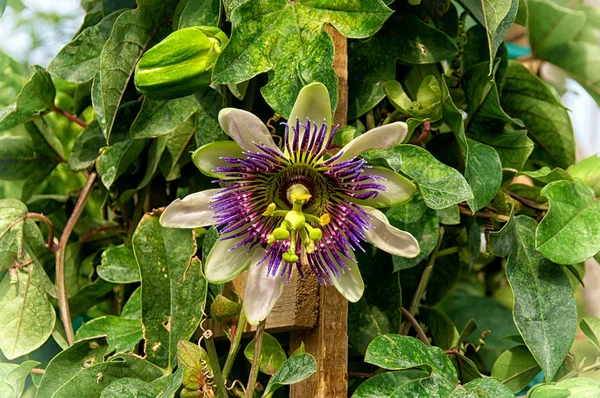 Kolorowe egzotyczny kwiat tropikalnej — Zdjęcie stockowe
