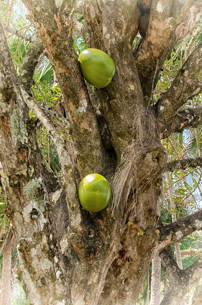 有果实的卡拉巴什树 — 图库照片