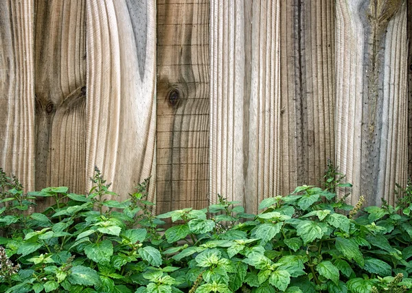 Wooden fence behind patchouli plant — Stock Photo, Image