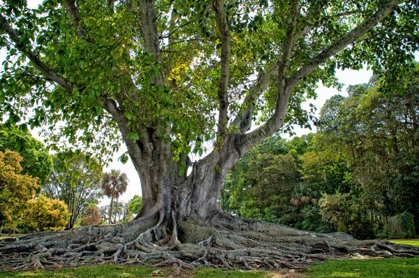 Mysore vijgenboom Stockafbeelding