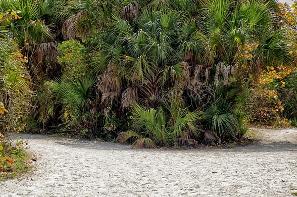 Aglomerado de palmas na estrada de terra — Fotografia de Stock