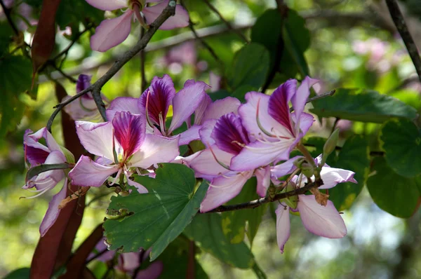 Orchid tree in bloom — Stock Photo, Image