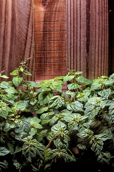 Πατσουλί πράσινο φυτό κατά φράχτη — Φωτογραφία Αρχείου