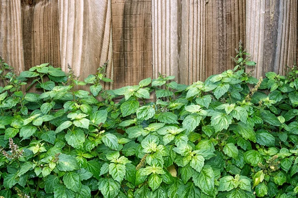 Patchouli plant voor bruin hek — Stockfoto