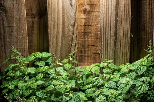 Velké zelené pačuli závod proti dřevěný plot — Stock fotografie
