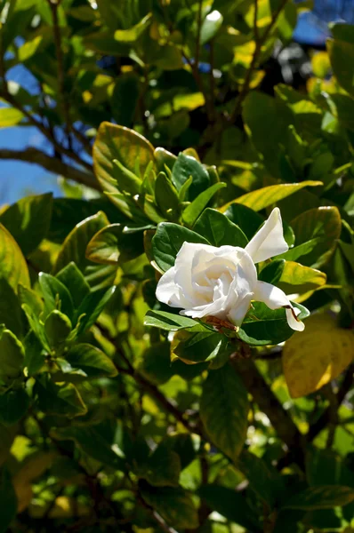 Gardenia flower on bush — Stock Photo, Image