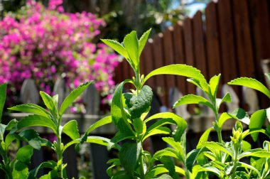 Stevia plant in home garden near fence clipart