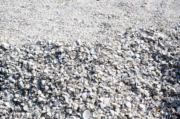 large mound of sea shells background