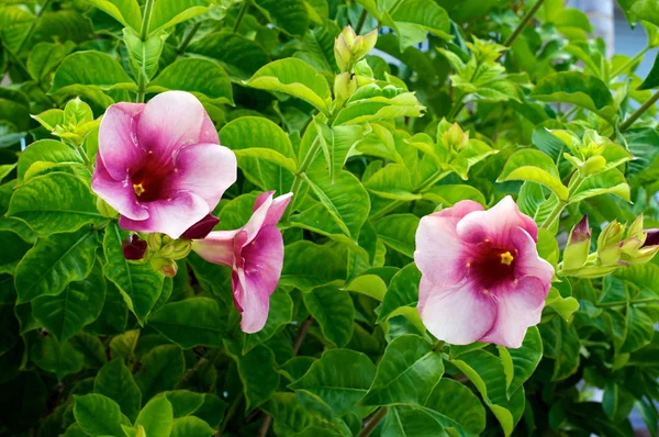 Tropical pink trumpet flowers — Stock Photo, Image