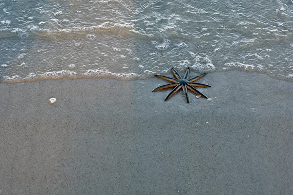 9 lábú tengeri csillag — Stock Fotó