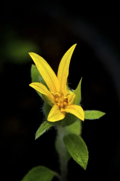 Girassol amarelo jovem — Fotografia de Stock