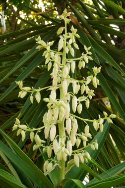 bitki çiçek üst Yuka