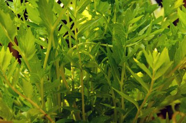 Valerian bitki yaprakları