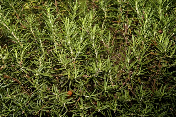 Büyük biberiye bitki — Stok fotoğraf