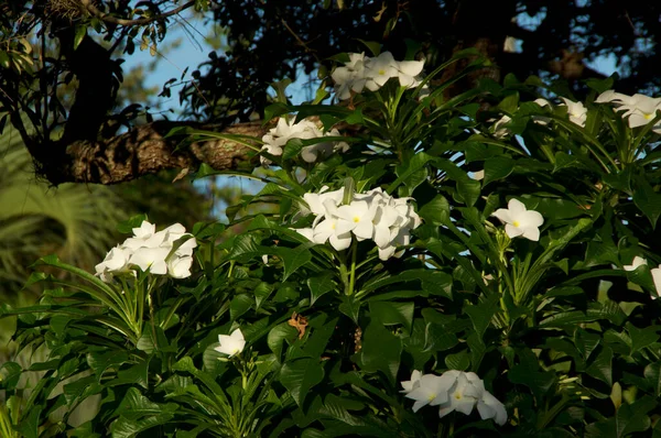 Складки Красивых Белых Цветков Плюмерии Желтыми Центрами Солнечное Утро Известный — стоковое фото