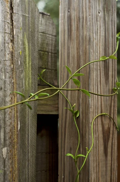Beautiful Graceful Vines Jasmine Plant Intertwined Growing Old Wooden Fence — Stock fotografie