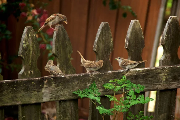 Funny Image Four Baby Sparrows Playing Old Wooden Picket Fence — Stockfoto