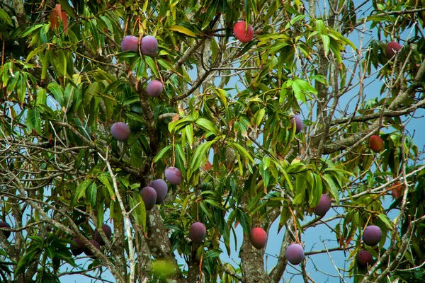 Vista Uma Grande Mangueira Tropical Com Muita Fruta Madura Seus — Fotografia de Stock