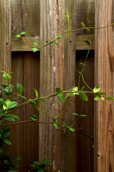 Beautiful Graceful Vines Jasmine Plant Intertwined Growing Old Wooden Fence — Stock fotografie