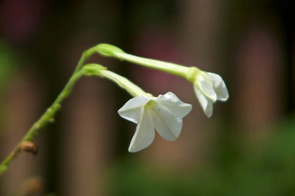 Beyaz Trompet Çiçeği Sığ Tarla Derinliğinde Yasemin Çiçeği Açıyor Ayrıca — Stok fotoğraf