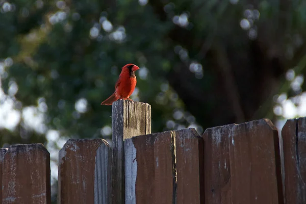 Beautiful Red Cardinal Old Fence Side Lit Sunshine Late Afternoon — Stock Photo, Image