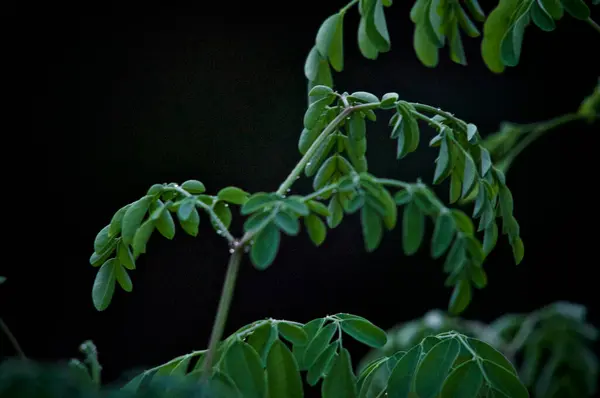 비가온 어두운 배경을 그루의 가지와 — 스톡 사진