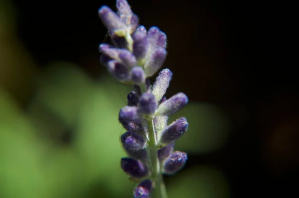 Imagem Macro Com Profundidade Muito Rasa Campo Close Flores Lavanda — Fotografia de Stock