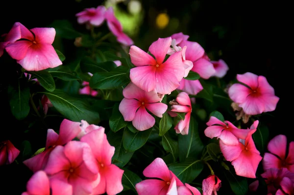 Clusters Beautiful Pink Flowers Tropical Plant Garden Surrounded Green Leaves — Stock Photo, Image