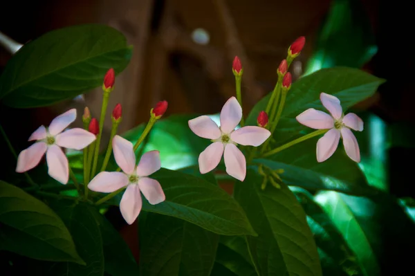 Tropische Ster Vormige Witte Bloemen Omgeven Door Rode Knoppen Exotische — Stockfoto