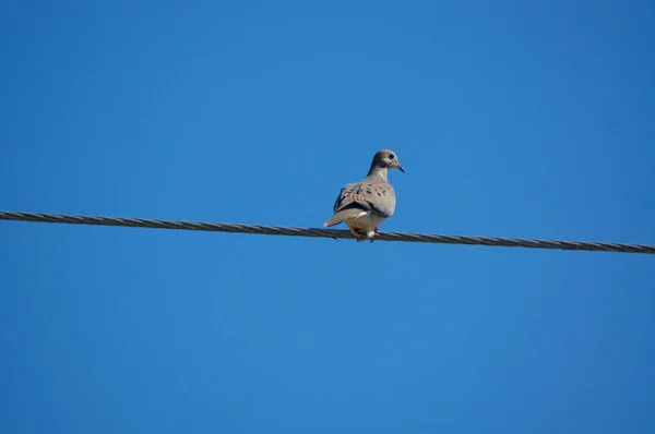 Pájaro Paloma Luto Está Sentado Sobre Cable Eléctrico Contra Cielo —  Fotos de Stock