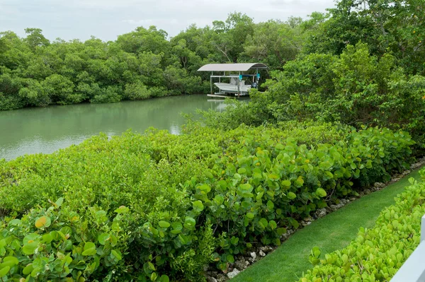 Άποψη Του Καναλιού Bonita Πηγές Florida Βάρκα Και Μαγκρόβια — Φωτογραφία Αρχείου