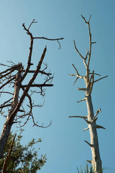 Looking Two Tall Dead Trees Broken Limbs Sunlit Sky — Stock Photo, Image