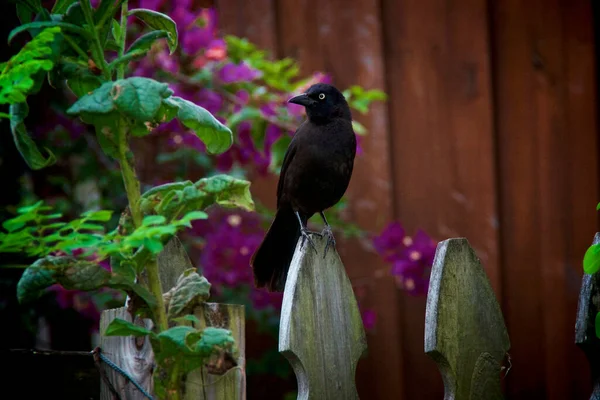 Pájaro Crujiente Negro Posado Una Vieja Cerca Madera Una Tarde —  Fotos de Stock