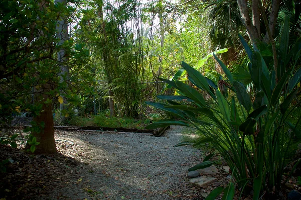 竹や楽園の植物の鳥を含む典型的なフロリダ亜熱帯植物の間を歩く道の眺め — ストック写真