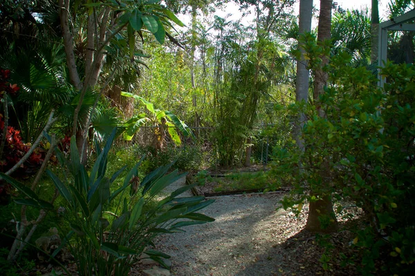 竹や楽園の植物の鳥を含む典型的なフロリダ亜熱帯植物の間を歩く道の眺め — ストック写真