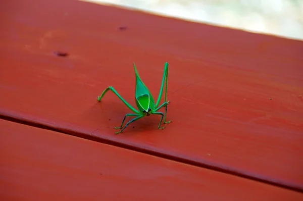 Katydid regarder spectateur — Photo