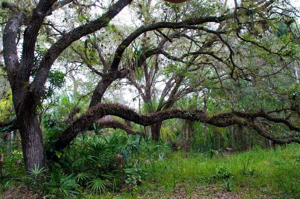 Large low growing oak tree in winter — Stock Photo, Image