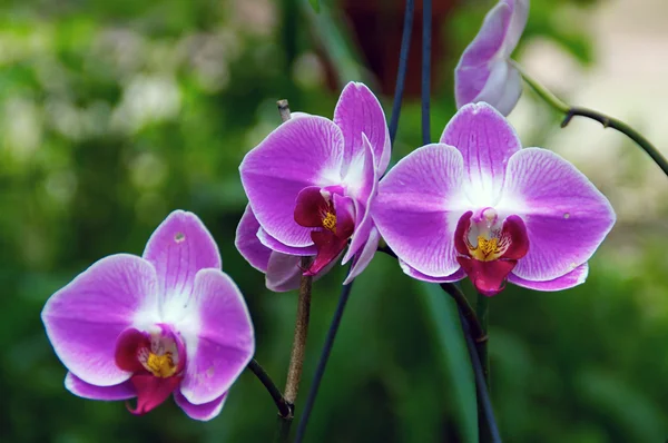Trois orchidées en fleur — Photo