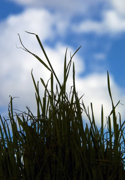 Wheatgrass escuro contra o céu — Fotografia de Stock