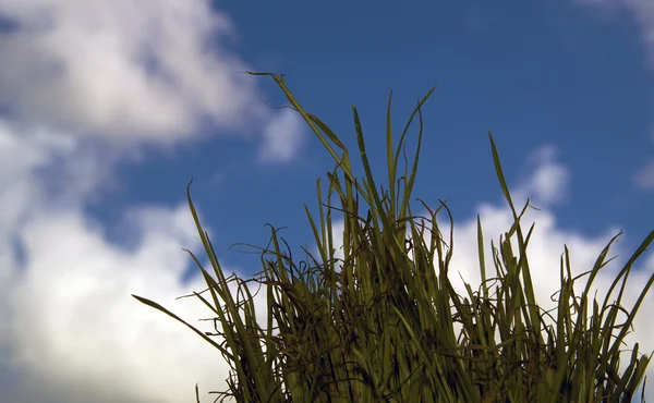 Grama de trigo de ângulo baixo contra o céu — Fotografia de Stock