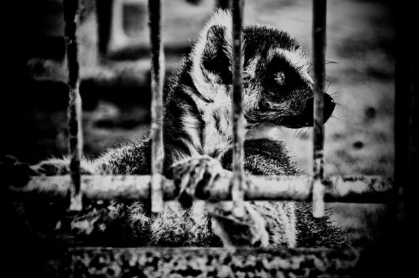 Profile of lemur in a cage — Stock Photo, Image