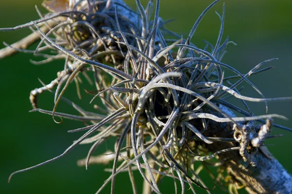 Air plant growing on branch in florida — Stock Photo, Image